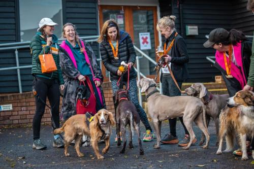 Crowd Dogs