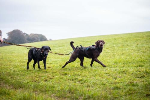 Dogs