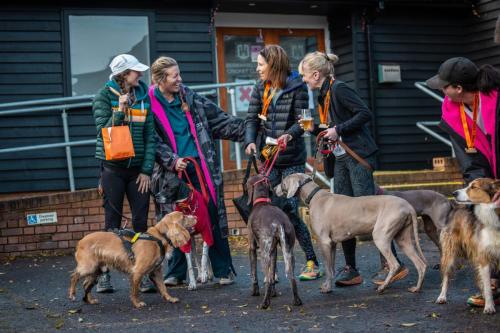 Crowd Dogs