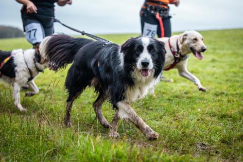 076 077 Dogs